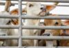 Tripura HC seeks animal welfare bodies status report Tripura HC seeks animal welfare bodies status report