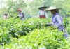 Agartala Tea Auction Centre to Transform Tripura Tea Industry Agartala Tea Auction Centre to Transform Tripura Tea Industry