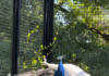 UN Geneva Welcomes Five Peacocks Gifted by India UN Geneva Welcomes Five Peacocks Gifted by India