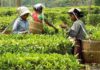 Tripura Land Bill recognises flat owners’ rights and boosts tea tourism Tripura Land Bill recognises flat owners’ rights and boosts tea tourism