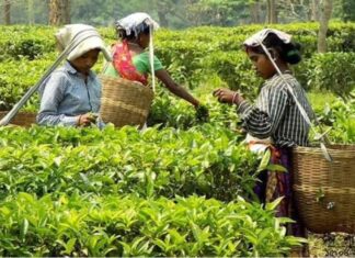 Tripura Land Bill recognises flat owners’ rights and boosts tea tourism Tripura Land Bill recognises flat owners’ rights and boosts tea tourism