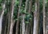 Centre Sets Export Quota for Tripura Agarwood Chips and Oil Centre Sets Export Quota for Tripura Agarwood Chips and Oil