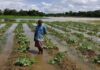 Heavy rains submerge Aman fields as Agri Dept assesses crop damage in Kalyanpur Heavy rains submerge Aman fields as Agri Dept assesses crop damage in Kalyanpur