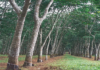 Unknown disease hits Mohanpur rubber plantations, farmers seek drone assistance Unknown disease hits Mohanpur rubber plantations, farmers seek drone assistance