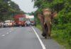 NHAI mandates 80% plantation coverage and 90% survival rate NHAI mandates 80% plantation coverage and 90% survival rate