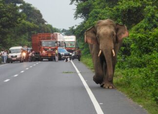 NHAI mandates 80% plantation coverage and 90% survival rate NHAI mandates 80% plantation coverage and 90% survival rate