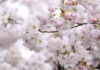 Meghalaya prepares Shillong venue for upcoming Cherry Blossom Festival Meghalaya prepares Shillong venue for upcoming Cherry Blossom Festival