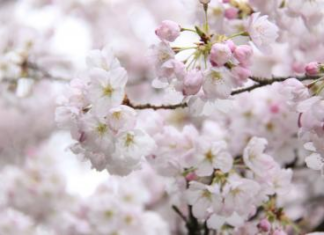Meghalaya prepares Shillong venue for upcoming Cherry Blossom Festival Meghalaya prepares Shillong venue for upcoming Cherry Blossom Festival