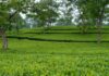 Ludhua Tea Garden emerges as a new tourism hotspot in South Tripura Ludhua Tea Garden emerges as a new tourism hotspot in South Tripura