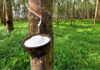 Tripura may explore rubber-based revenue measures to strengthen state finances Tripura may explore rubber-based revenue measures to strengthen state finances