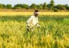 PM-KISAN income support linked with increased farm input use PM-KISAN income support linked with increased farm input use