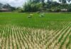 Farmers remain hopeful as healthy Aman crops flourish across Kalyanpur Farmers remain hopeful as healthy Aman crops flourish across Kalyanpur