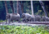 NFR saves 255 elephants from train collisions through wildlife protection measures NFR saves 255 elephants from train collisions through wildlife protection measures