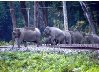 NFR saves 255 elephants from train collisions through wildlife protection measures NFR saves 255 elephants from train collisions through wildlife protection measures