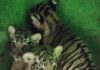 Three Royal Bengal tiger cubs born at Sepahijala Zoo in Tripura Three Royal Bengal tiger cubs born at Sepahijala Zoo in Tripura